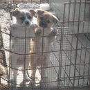 강이랑 아지랑 이미지