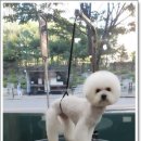 진접애견미용 이미지