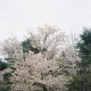 백양화원