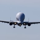 벨루가(Beluga) 이미지