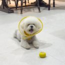 스테이 만천 | [경북 의성 숙소] 대구 근교 20만원대 유럽감성 애견동반 독채 펜션 스테이만천