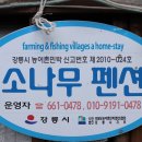 주문진소나무