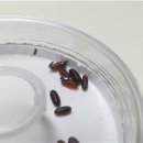 토종소;돼지