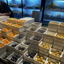 대동목욕탕 | 상하이 찜질방 양스페이스 야간권 조식 후기 고덕지도 포함 따종디엔핑 예약방법