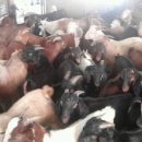 이천제이농장 이미지