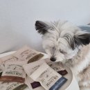 도그아이 | 강아지화식 추천: 우리 아이 맞춤 영양식 도그다이닝 후기