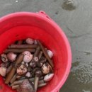 트로페아2 이미지