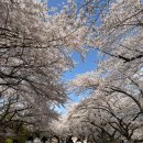 SK현대주유소 | sk인천석유화학 벚꽃 걸어서 보고온 후기