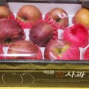 해풍참사과