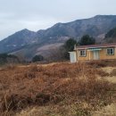 은골농원 Daum카페