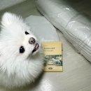 럭키세탁 | 반려견 꿀잠 보장 [도로로 침대] 럭키의 후기🍀