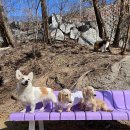 퍼피플리즈 이미지