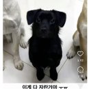 깜댕이