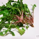 민들레 김밥 이미지