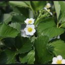 정호농장 이미지