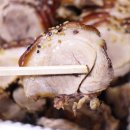 명가왕족발 이미지