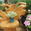 허브와풍뎅이 이미지