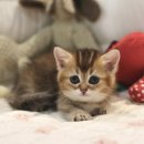 대구고양이분양 도레미캣 이미지