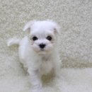 구월2동-16 이미지