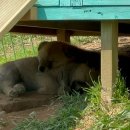 진도개 53카페 | 진도 가볼만한곳: 먹이체험 가능한 진도개테마파크 데이트장소추천