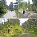 솔향기길1코스(당봉) 이미지