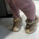 베베카우 이미지