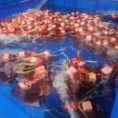 9월29일.활숫꽃게,냉암꽃게,냉동채낚오징어,大활흰다리새우,동해참문어,하모샤브.회,백합,건조중하,홍어회 이미지