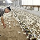 김재선농장 농민신문
