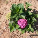 인영농장 이미지