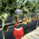 쌍둥이농장 | 남양주 딸기체험｜마뜰농원 후기 (25개월 쌍둥이 체험, 한적한 농장 추천)