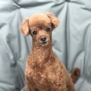 향동애견미용 | 향동애견미용 향동심쿵펫샵 향동애견샵 향동애견 향동반려견 향동푸들