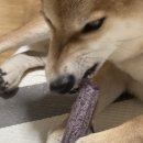 하나로덴탈 | 강아지가 좋아하는 덴탈껌 추천 오래츄 내돈내산 후기