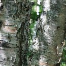 자작나무한의원 이미지