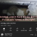 고양이 관련 유튜브에 떼거지로 몰려다니며 댓글 싸지르는 남초들 feat.고양이 혐오(화력지원 부탁해ㅠㅠ) 이미지