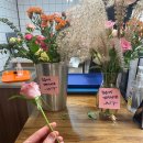 카페모니카 Daum카페