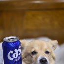 롯데캐슬2단지 | 창원롯데캐슬포레스트2단지아파트 사전점검