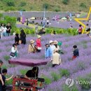 '보랏빛 천국으로 변한 폐광지'…라벤더축제에 2만 인파 몰려 이미지