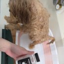 행복펫 애견미용실 | 겨울에도 깔끔하게, 수원애견미용실 바움펫 목욕 후기