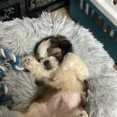 꼬순내 이미지