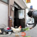 기동반-39 조선일보