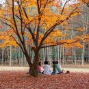 남이섬 가을 이미지