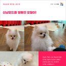 개님살롱 이미지