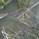 배다리낚시터 이미지