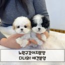 띠아몽 | 노원구강아지분양 다나와! 애견분양