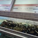 뉴욕바닷가재청담점 | 서울 랍스타 뉴욕바닷가재 청담본점 후기