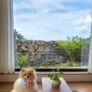 더포레스트하소로 이미지