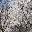 성심49플란트치과의원 | 대전광역시 유성구 관평동 벚꽃 명소 추천