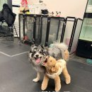 양지로319번길 | [2026-01-10]"맹수들 하루"남양주애니멀하우스@진접애견카페@남양주애견호텔@오남애견유치원@애견놀이방...