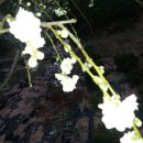 안동농원 이미지