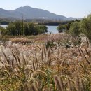 사문진교 이미지